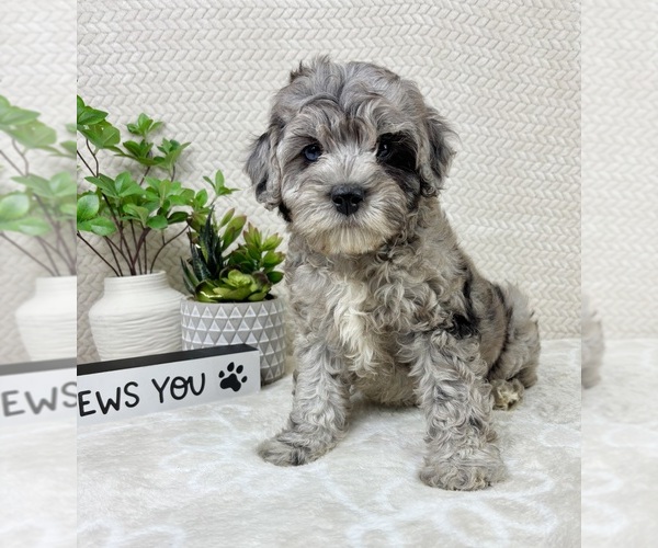Medium Photo #5 Cavapoo (Miniature) Puppy For Sale in INDIANAPOLIS, IN, USA