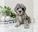 Small #4 Cavapoo (Miniature)