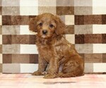 Image preview for Ad Listing. Nickname: Stella