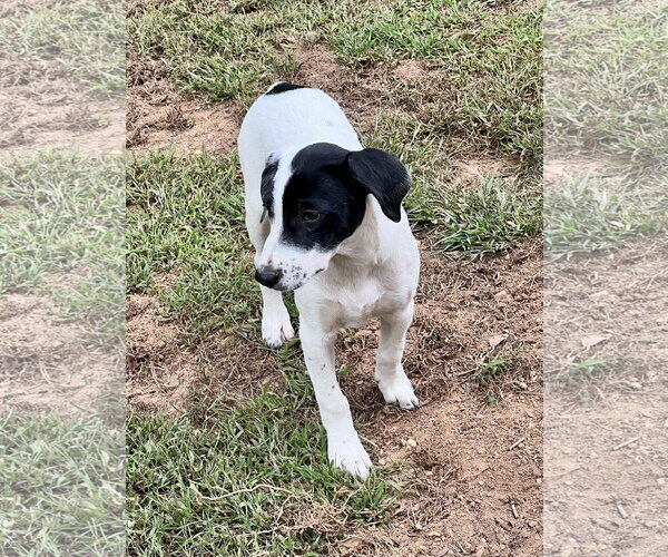 Medium Photo #4 Catahoula Leopard Dog-Labrador Retriever Mix Puppy For Sale in Lakemont, GA, USA