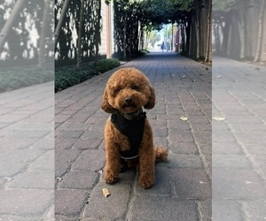 Father of the Maltipoo puppies born on 03/22/2025