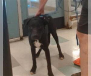 American Pit Bull Terrier Dogs for adoption in Oklahoma City, OK, USA
