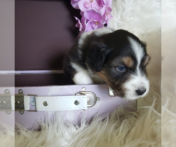Medium Photo #7 Australian Shepherd Puppy For Sale in PROVIDENCE FORGE, VA, USA