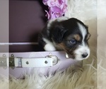 Small #6 Australian Shepherd