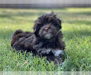 Havanese Puppy for sale in GILMER, TX, USA