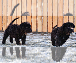 Small Photo #7 Spanish Water Dog Puppy For Sale in SIMLA, CO, USA