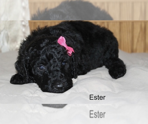 Medium Photo #7 Poodle (Standard) Puppy For Sale in MUSKEGON, MI, USA