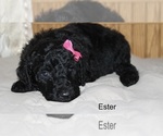 Small Photo #7 Poodle (Standard) Puppy For Sale in MUSKEGON, MI, USA