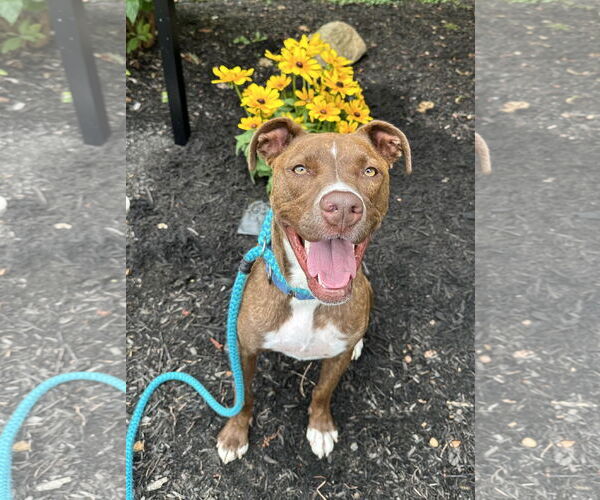 Medium Photo #13 American Pit Bull Terrier-Unknown Mix Puppy For Sale in Rockaway, NJ, USA