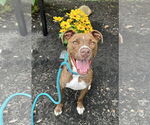 Small #12 American Pit Bull Terrier Mix