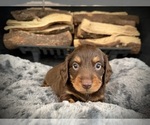 Small Photo #4 Dachshund Puppy For Sale in ROCKWALL, TX, USA