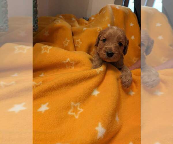 Medium Photo #11 Goldendoodle Puppy For Sale in SEBEKA, MN, USA