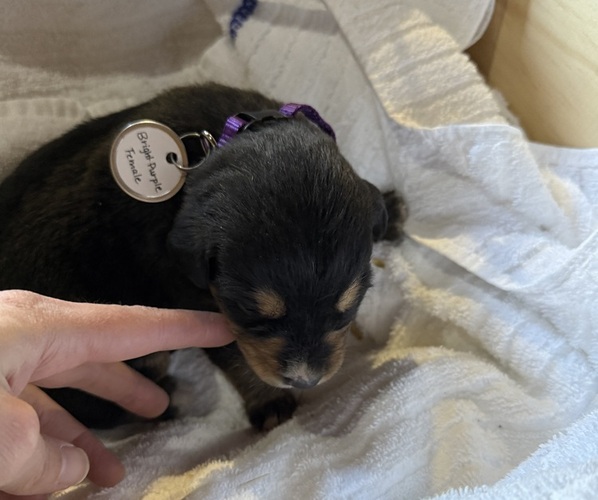 Medium Photo #5 Bernese Mountain Dog-Unknown Mix Puppy For Sale in KIRKSVILLE, MO, USA