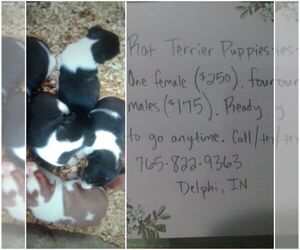 Rat Terrier Puppy for sale in DELPHI, IN, USA