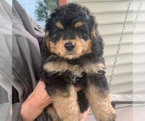 Bernedoodle-Poodle (Miniature) Mix Puppy for sale in LANCASTER, PA, USA