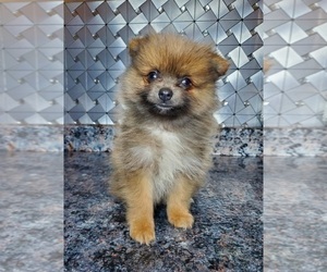 Pomeranian Dog for Adoption in ELKHART, Indiana USA