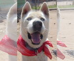 Small #2 Siberian Husky