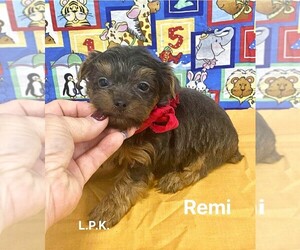 Yorkshire Terrier Puppy for sale in WINNSBORO, LA, USA