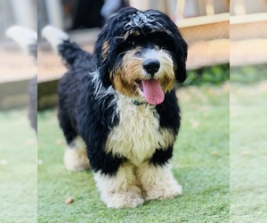 Miniature Bernedoodle Puppy for sale in DURHAM, NC, USA