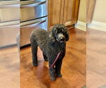 Small #1 Poodle (Standard)