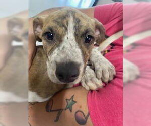 American Pit Bull Terrier-Unknown Mix Dogs for adoption in Temple, TX, USA