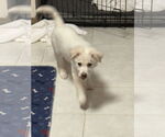 Small #8 Great Pyrenees-Red Heeler Mix