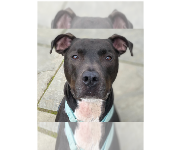 Medium Photo #31 Great Dane-Unknown Mix Puppy For Sale in Greenbelt, MD, USA