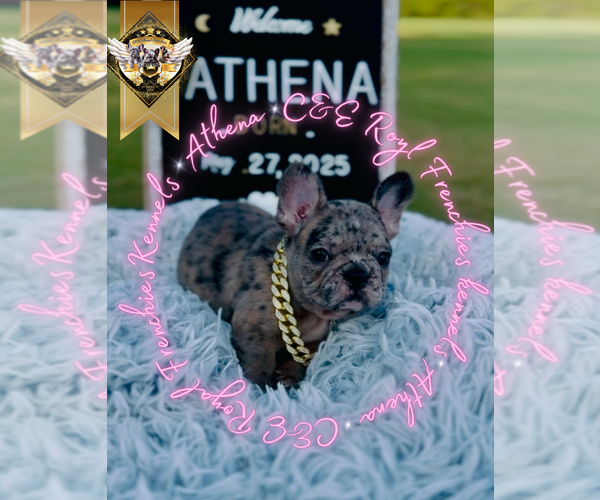Medium Photo #11 French Bulldog Puppy For Sale in ATHENS, GA, USA