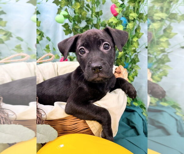 Medium Photo #2 Catahoula Leopard Dog-Labrador Retriever Mix Puppy For Sale in Bryant, AR, USA