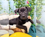 Small #1 Catahoula Leopard Dog-Labrador Retriever Mix