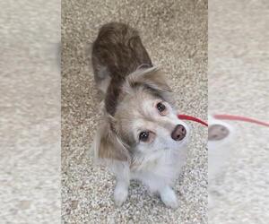 Papillon Dogs for adoption in Pueblo, CO, USA