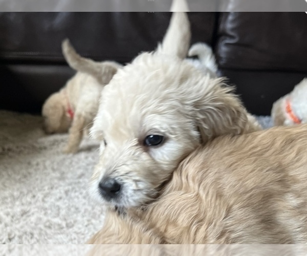 Medium Photo #13 Goldendoodle Puppy For Sale in VANCOUVER, WA, USA