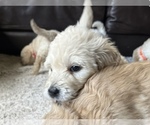 Small Photo #13 Goldendoodle Puppy For Sale in VANCOUVER, WA, USA