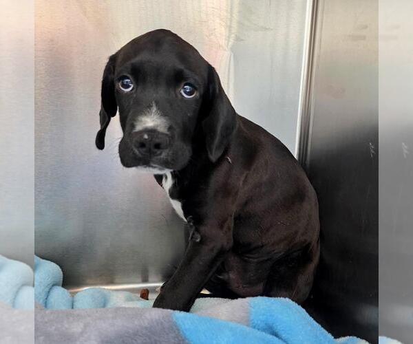 Medium Photo #1 Labrador Retriever-Unknown Mix Puppy For Sale in San Diego, CA, USA