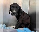 Clark Kent - Male Labrador Retriever-Unknown Mix Dog for Adoption - Small photo