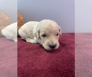 Goldendoodle Puppy for sale in WILLIAMSTOWN, KY, USA