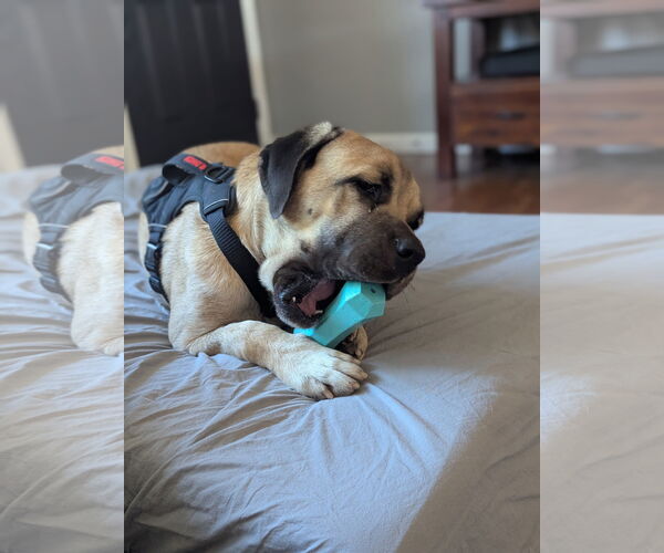 Medium Photo #7 Mastiff Puppy For Sale in Goodyear, AZ, USA