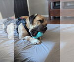 Small #6 Mastiff