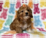 Small #9 YorkiePoo