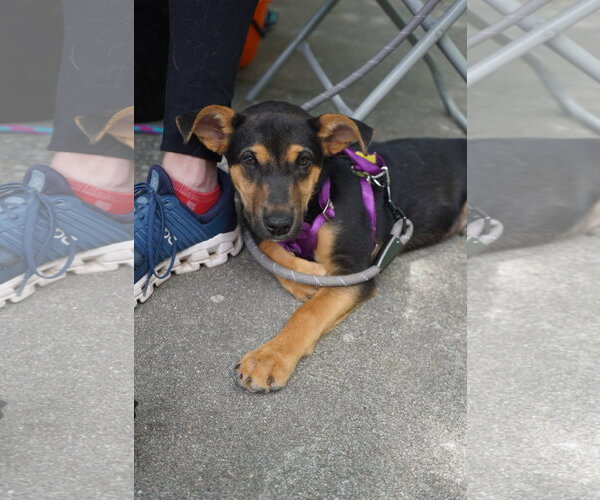 Medium Photo #3 Labrador Retriever-Unknown Mix Puppy For Sale in Holly Springs, NC, USA