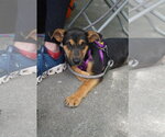 Small #2 Labrador Retriever Mix