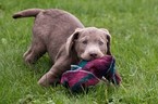 Small Photo #4 Labrador Retriever Puppy For Sale in NEW PITTSBURGH, OH, USA