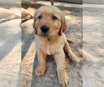 Puppy AKC Blitz Golden Retriever