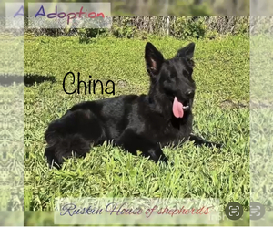 German Shepherd Dog Dog for Adoption in RUSKIN, Florida USA