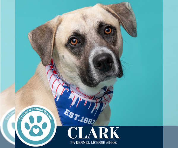 Medium Photo #5 Anatolian Shepherd-Unknown Mix Puppy For Sale in Kimberton, PA, USA