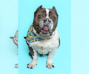 American Bulldog Dogs for adoption in Fort Lauderdale, FL, USA