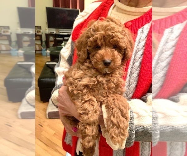 Medium Photo #1 Poodle (Toy) Puppy For Sale in NORTH HAMPTON, MA, USA