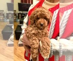 Small Photo #1 Poodle (Toy) Puppy For Sale in NORTH HAMPTON, MA, USA