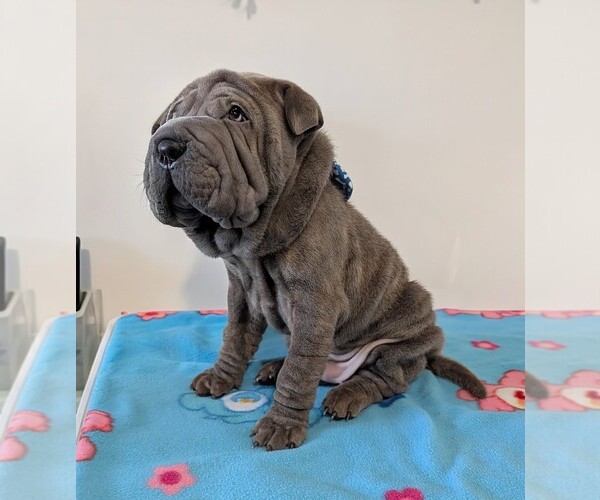 Medium Photo #4 Chinese Shar-Pei Puppy For Sale in MILAN, IL, USA
