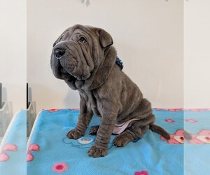 Medium Chinese Shar-Pei